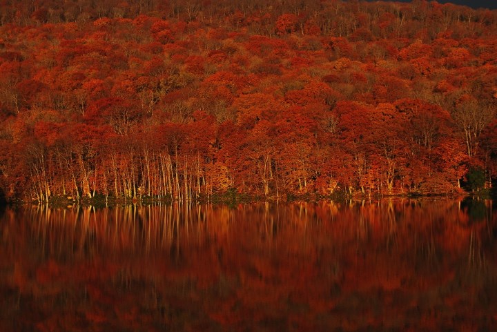 漫天红叶 东北地区的赏枫景点 精选话题 最新信息 星野集团 官网