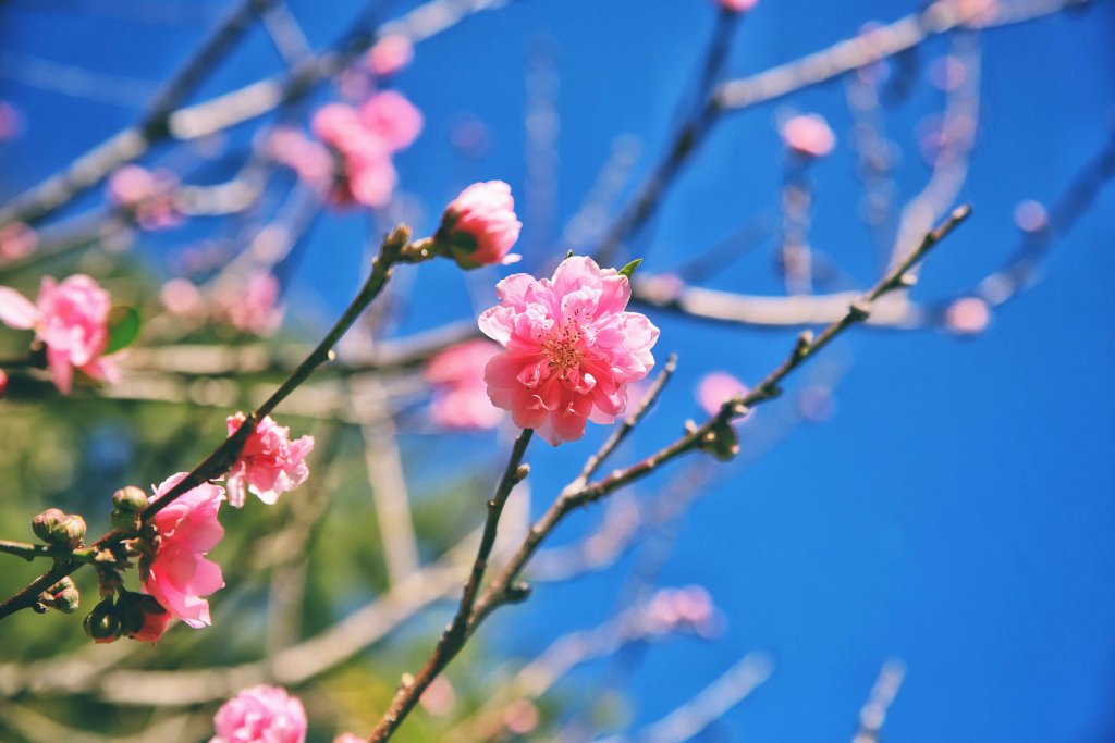 庭師小故事初春水之花物語 虹夕諾雅谷關 精選話題 最新消息 星野集團 官網